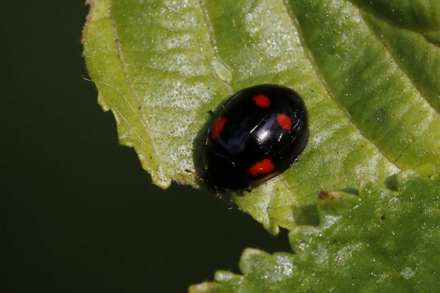 Black With Red Spots What S My Ladybird Natural History Society Of