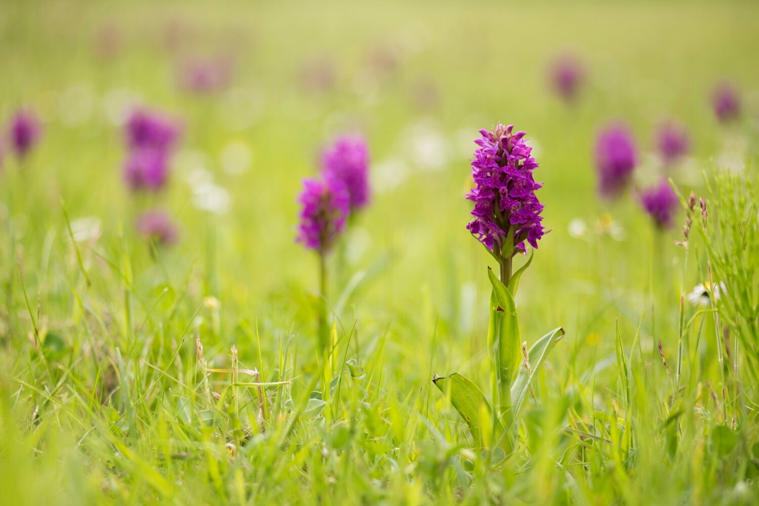 Northern Marsh Orchids