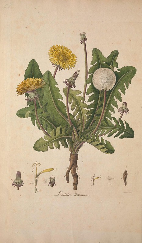 Flora Londinensis v.1
