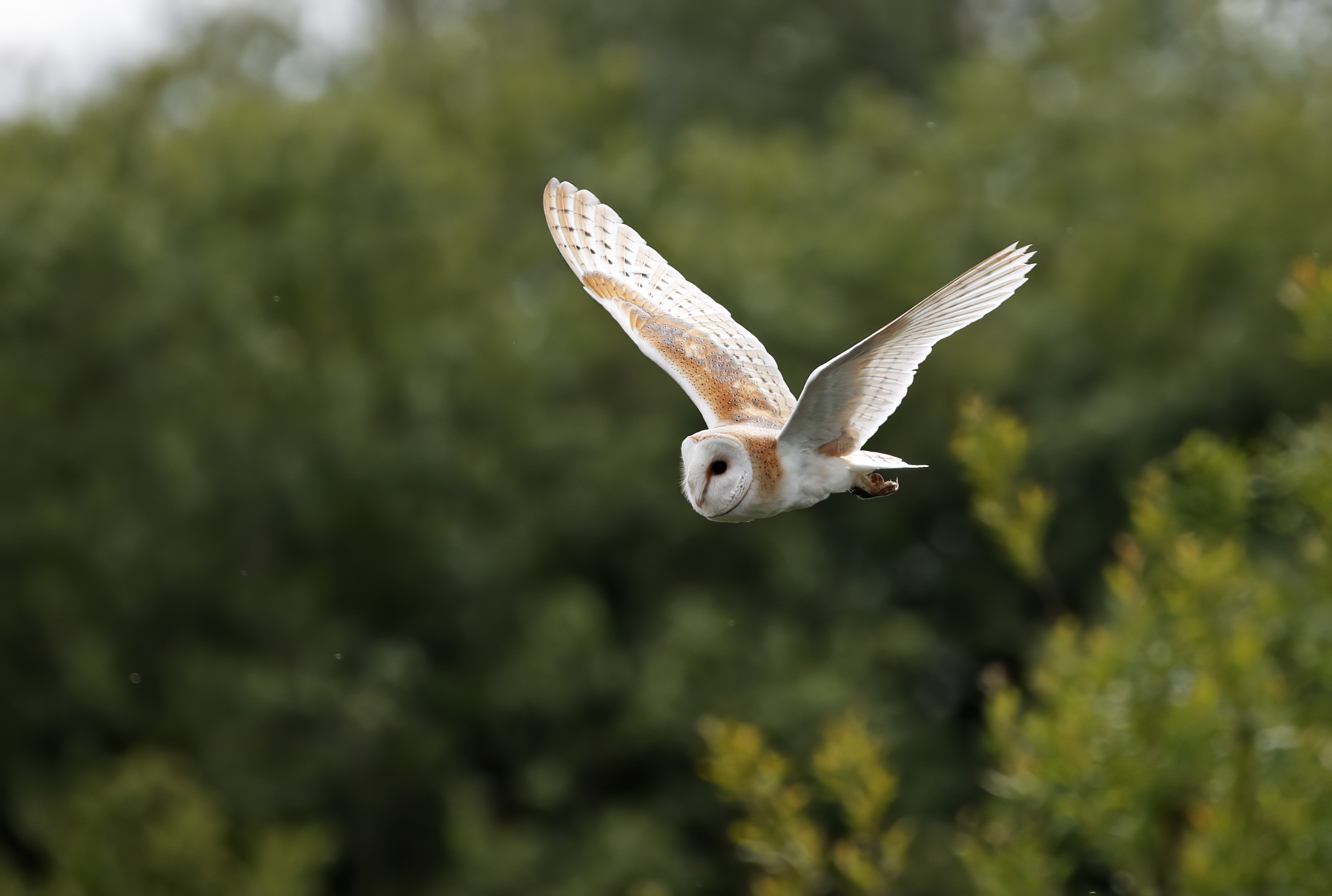 Barn Owls breed again at Gosforth Nature Reserve Natural History
