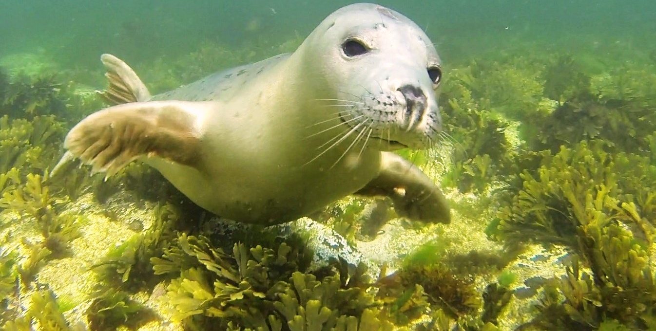 Marine Mammals