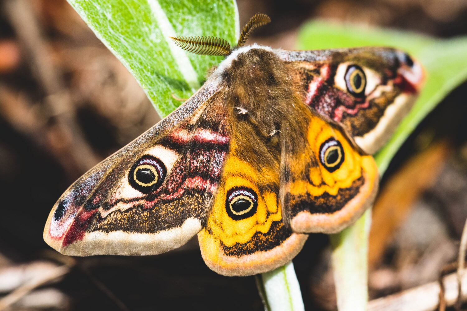 Emperor moth with wings spread