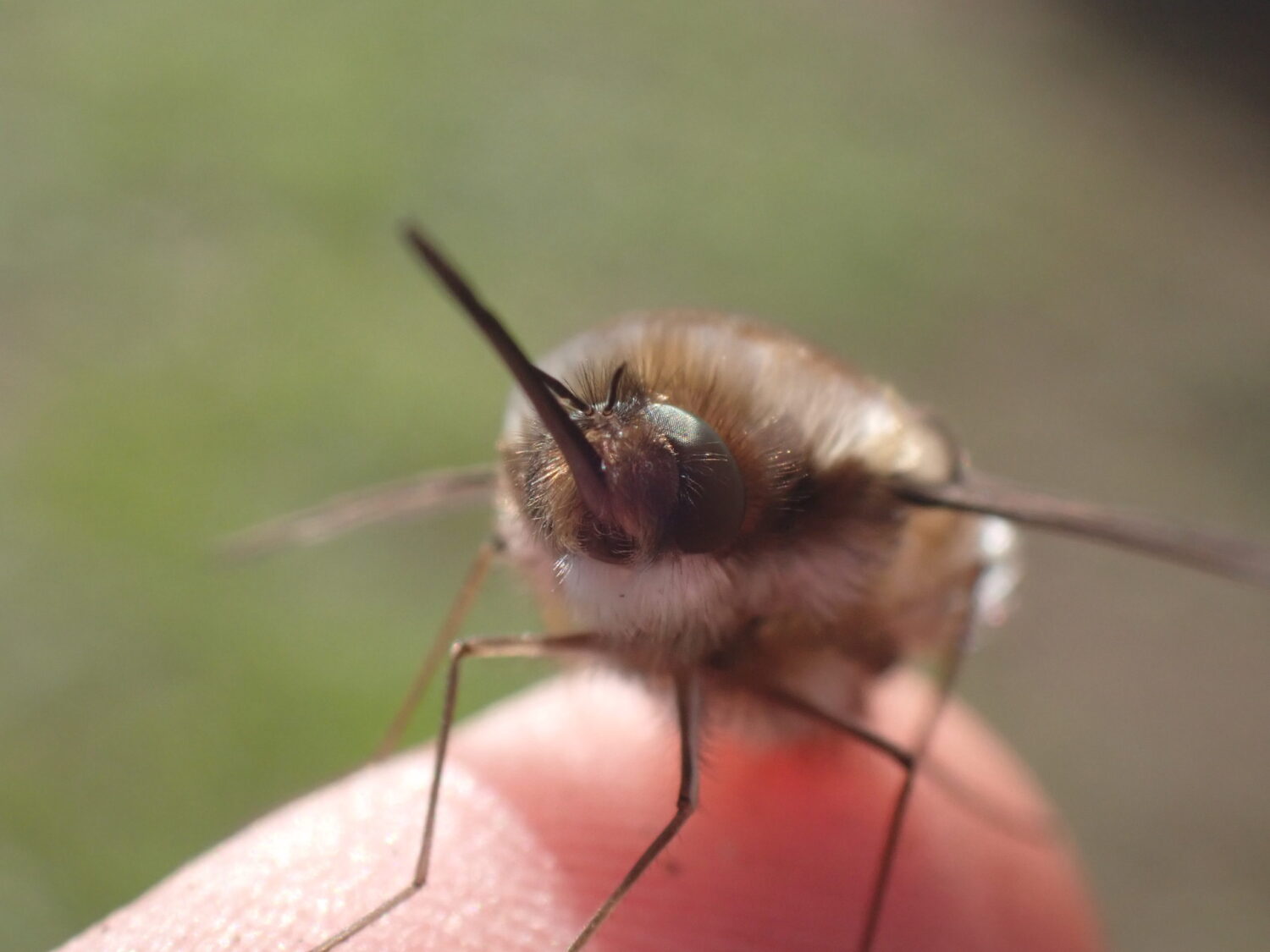 Bee Flying