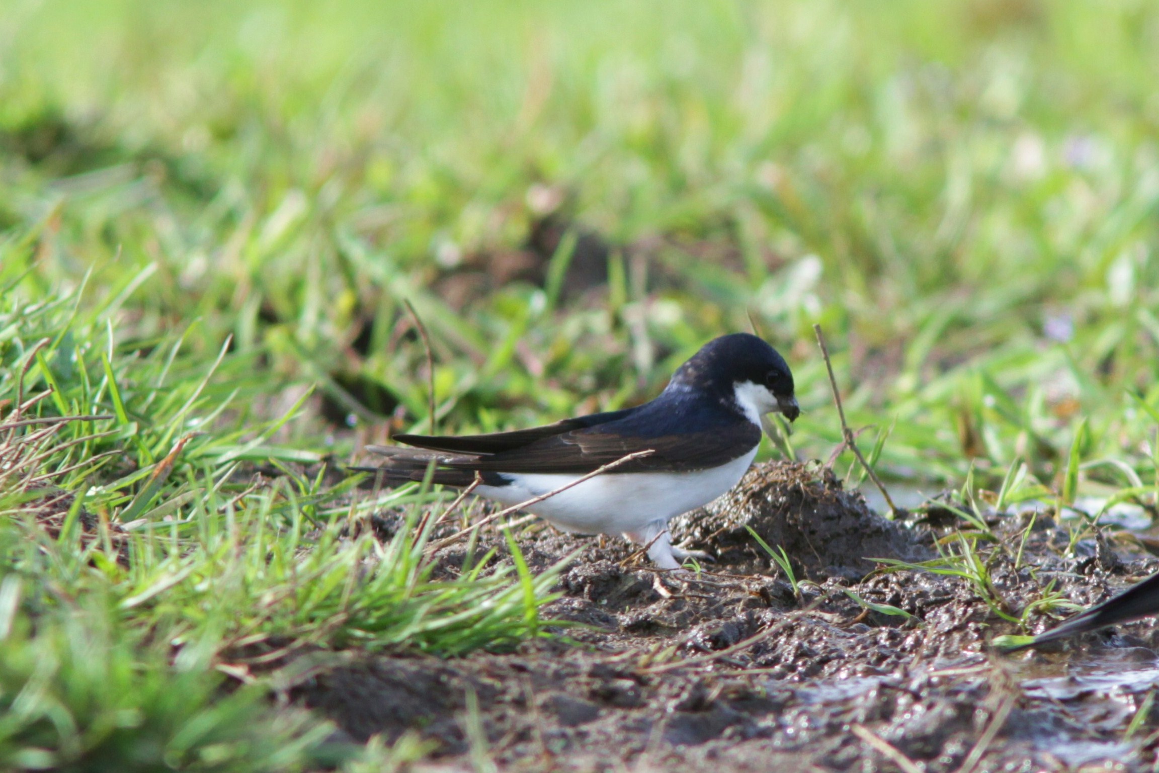House martins A particular nest in Morpeth Natural History Society