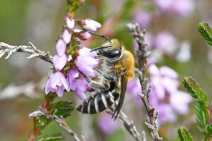 Meet the Late Summer Heather Bees - Natural History Society of Northumbria