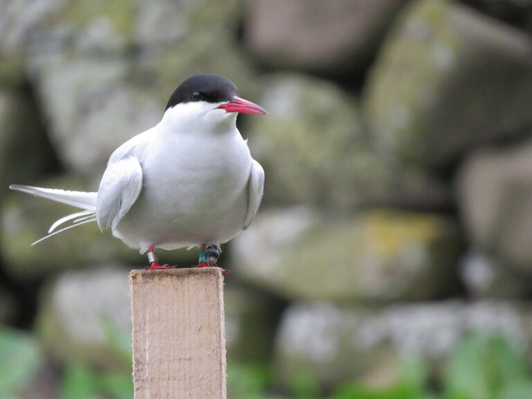 Arctic Tern, tagged with geolocator G40 in 2017, on a post outside the chapel on Inner Farne at the start of the 2018 breeding season