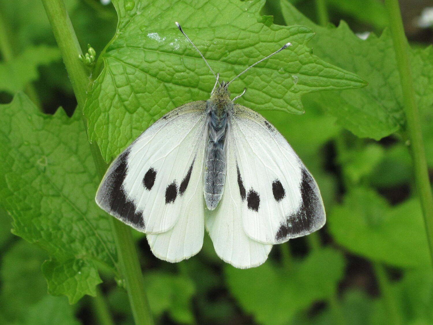 A Beginners Guide to ‘White’ butterflies Natural History Society of Northumbria