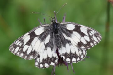 A Beginners Guide to 'White' butterflies - Natural History Society of  Northumbria