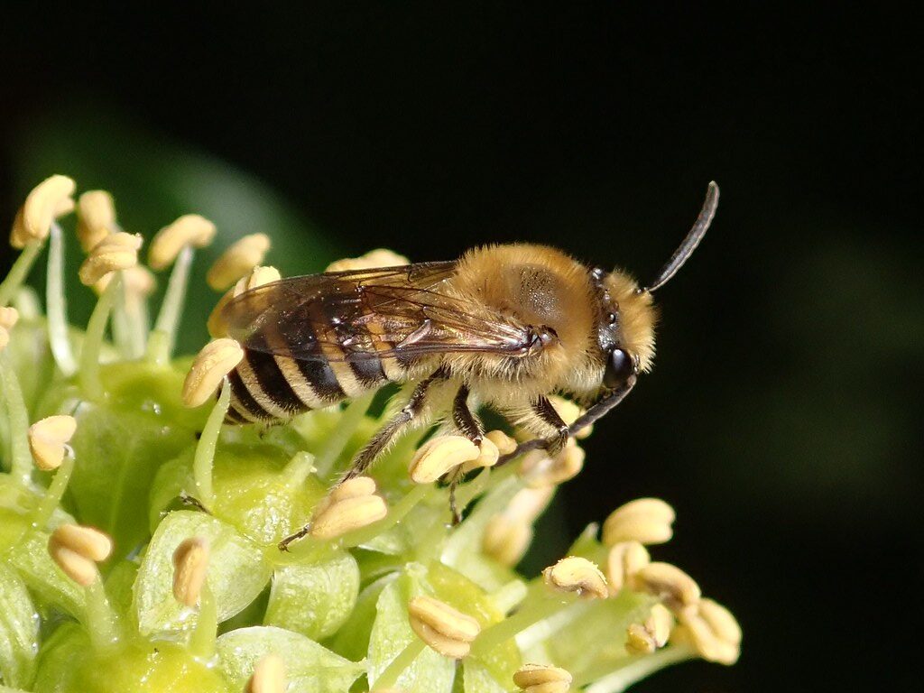 Ivy Bee
