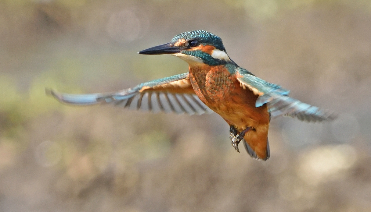 Kingfisher in flight