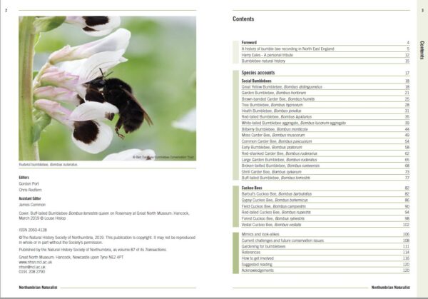 Bumblebees of North East England - Image 2