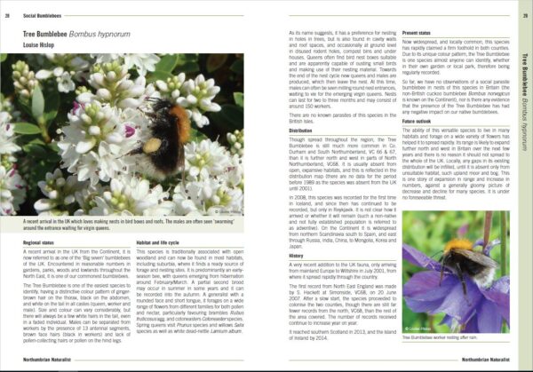Bumblebees of North East England - Image 3