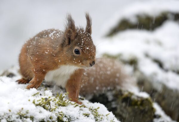 Red Squirrel in the snow