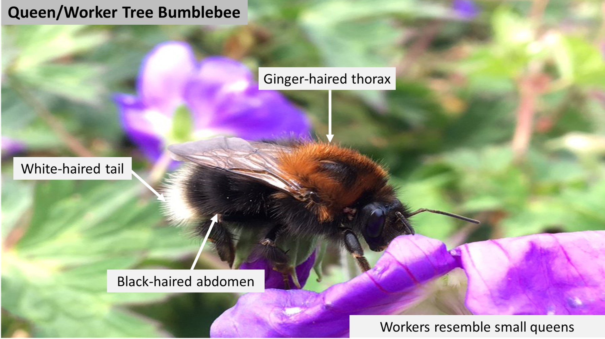 Introducing the Tree Bumblebee Natural History Society of Northumbria