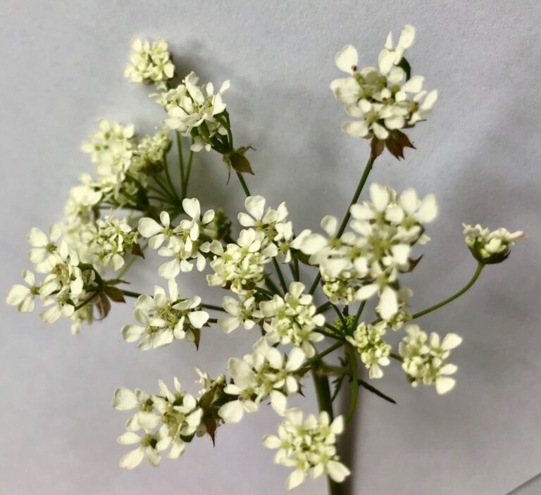 Brumisateur à plante Cow Parsley