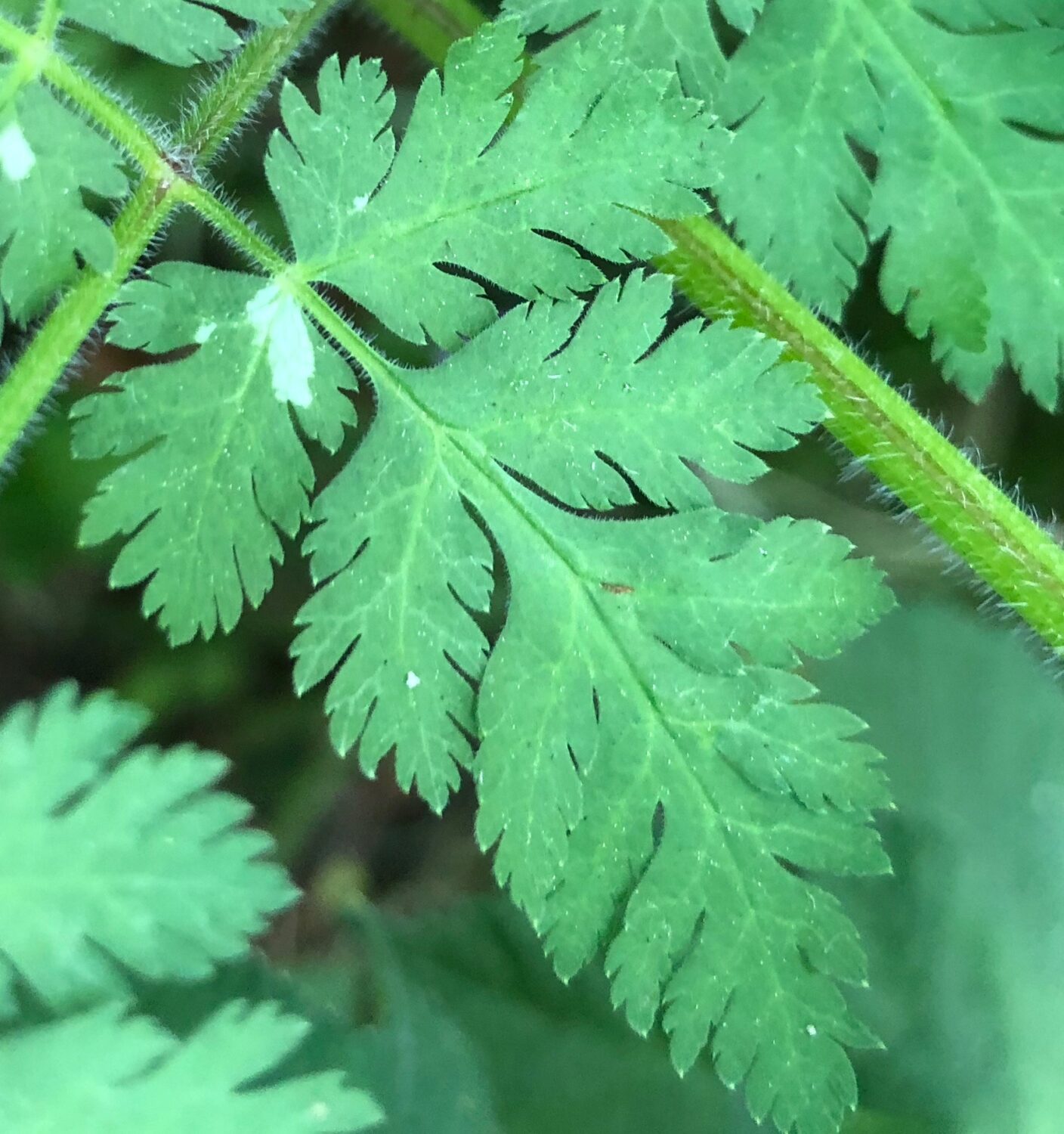 The umbellifer plants family Apiaceae Natural History Society of