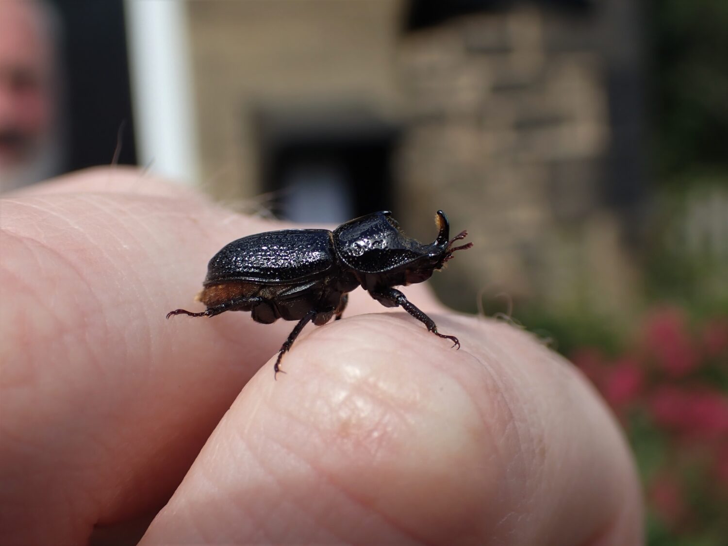 Rhinoceros Beetle - Natural History Society of Northumbria