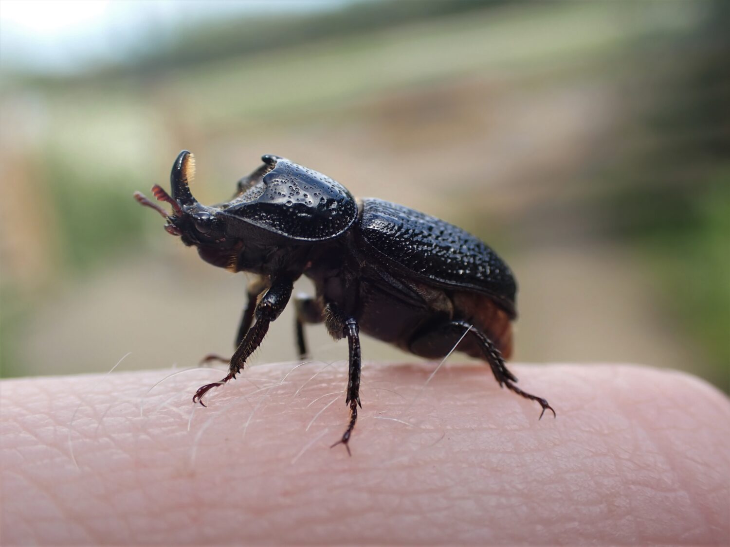 Rhinoceros Beetle - Natural History Society of Northumbria