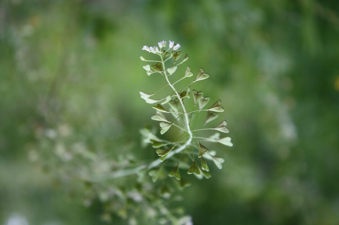 Pink Shepherd's-purse (Capsella rubella) · iNaturalist Guatemala