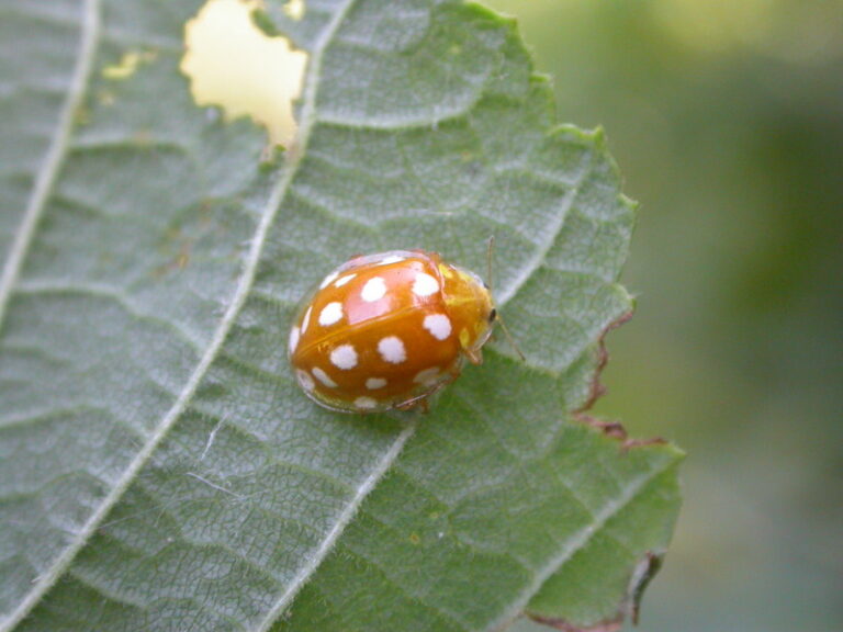 Orange Ladybird Natural History Society of Northumbria