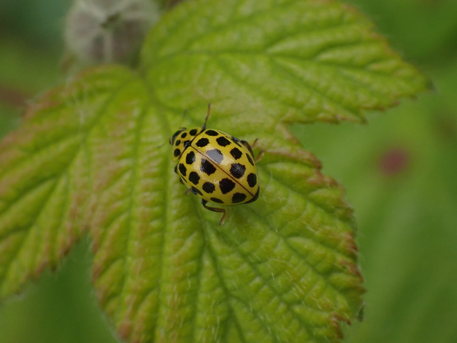 The North East Ladybird Spot Natural History Society of Northumbria