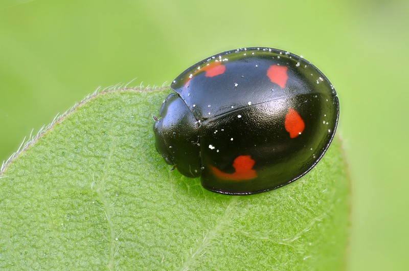 Black With Red Spots Whats My Ladybird Natural History Society Of Northumbria 