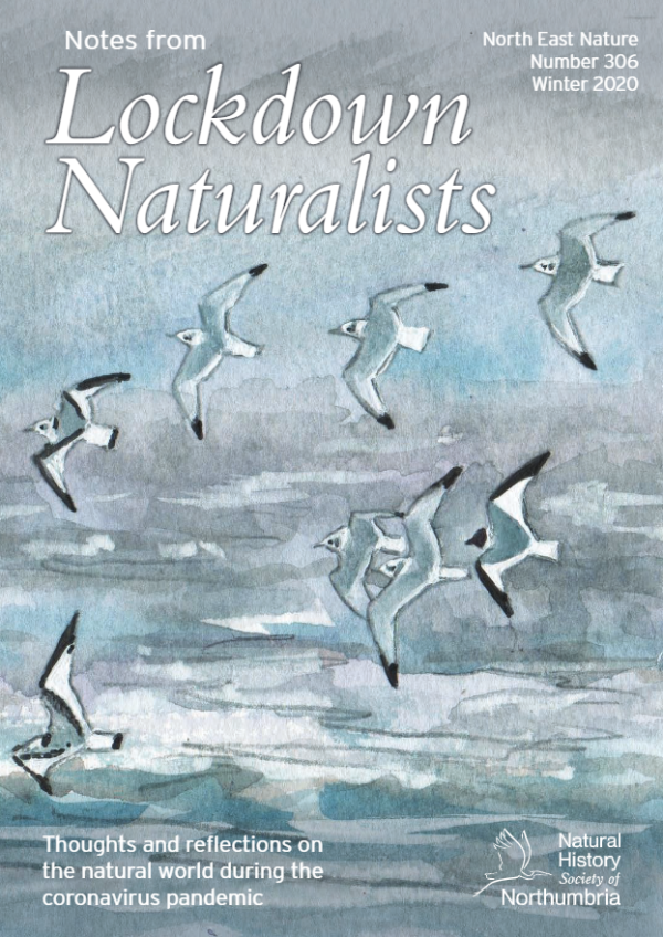 Notes from Lockdown Naturalists