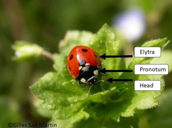 Identifying Ladybirds: Anatomy & Life Cycle