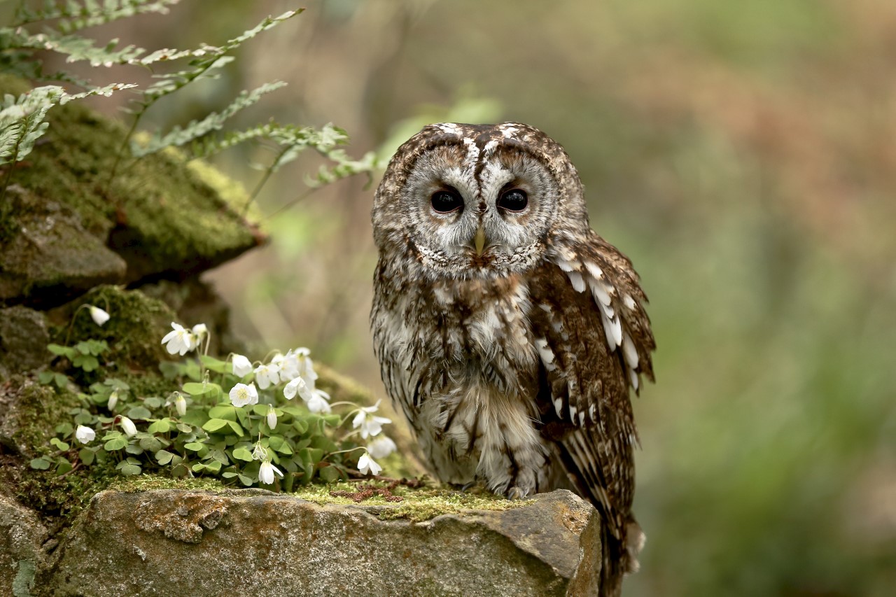 The Secrets of Owl Feathers Natural History Society of Northumbria