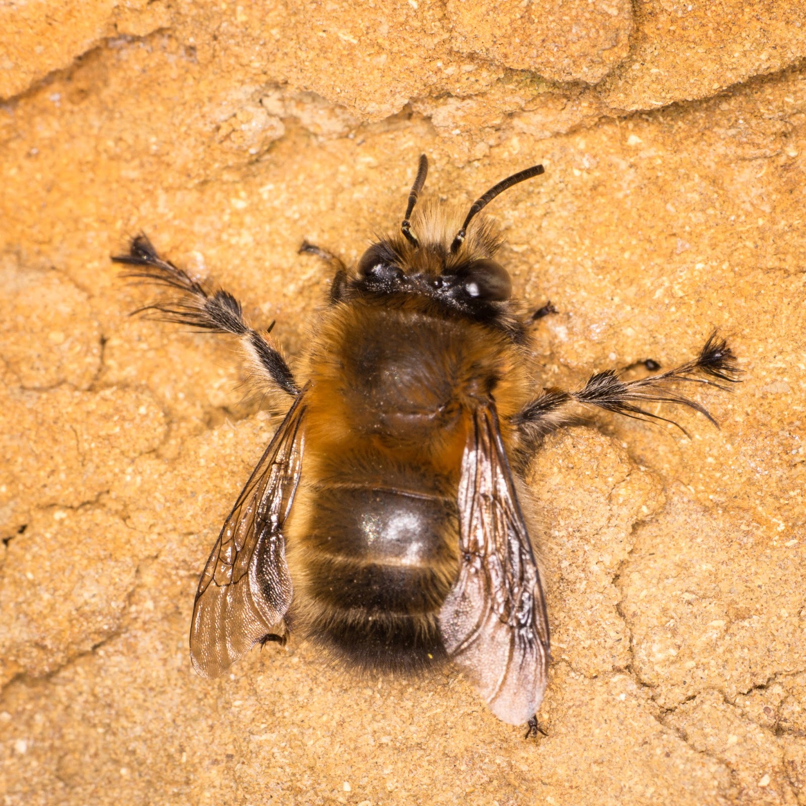 Discover the Hairyfooted Flower Bee Natural History Society of Northumbria