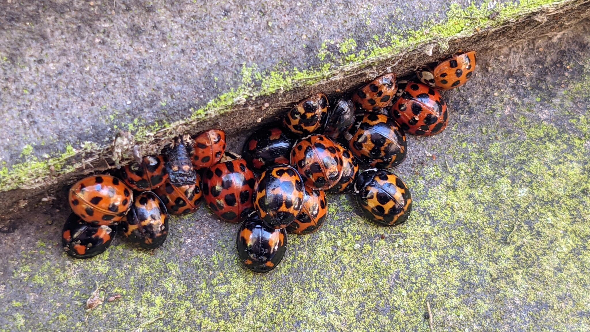 Where to Spot Ladybirds Natural History Society of Northumbria