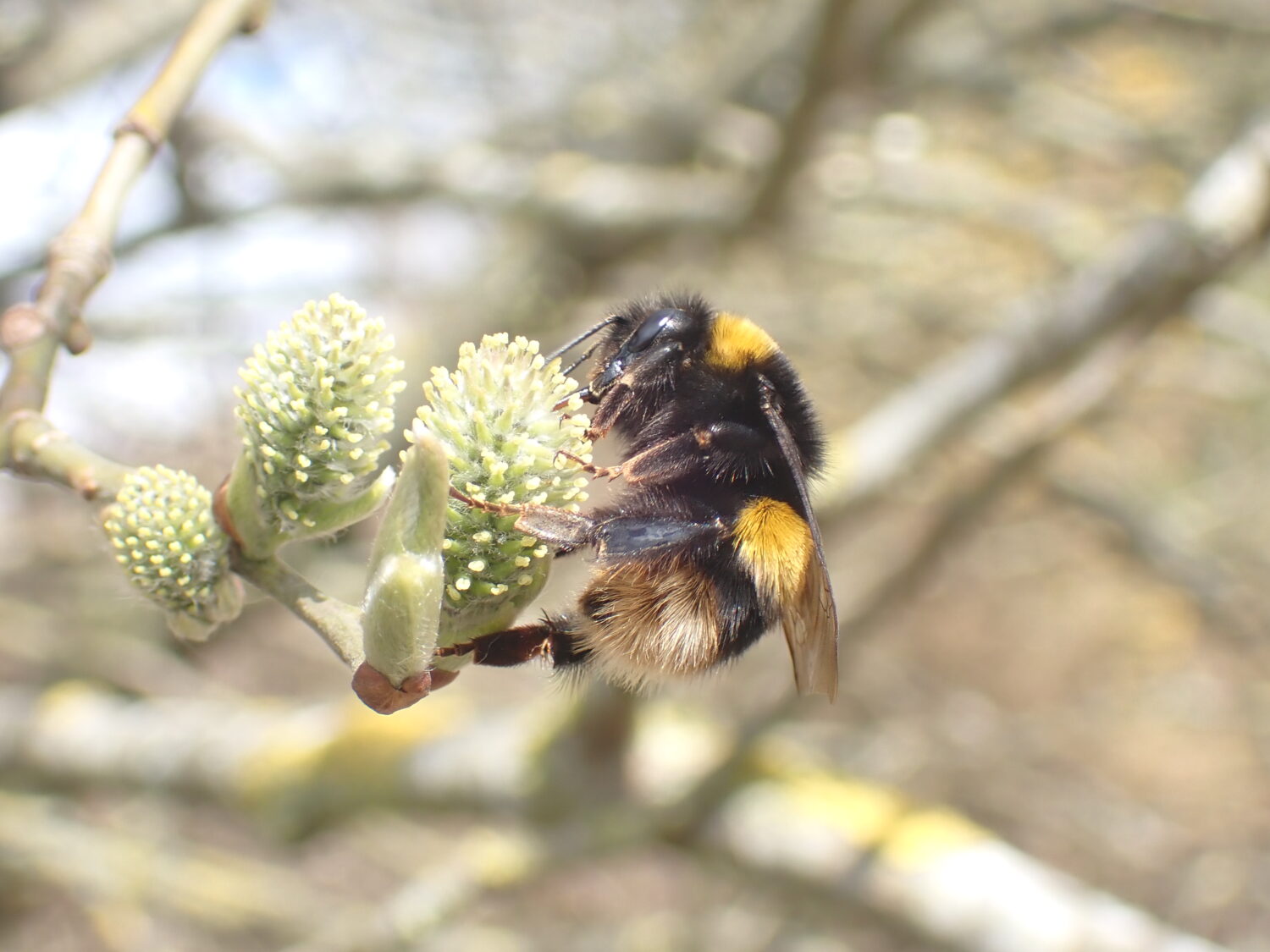 Queen Buff-tailed Bumblebee