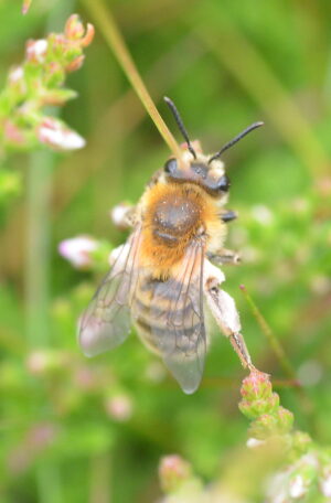 Meet the Late Summer Heather Bees - Natural History Society of Northumbria