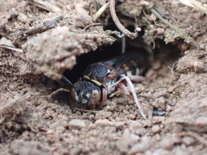 Meet the Late Summer Heather Bees - Natural History Society of Northumbria