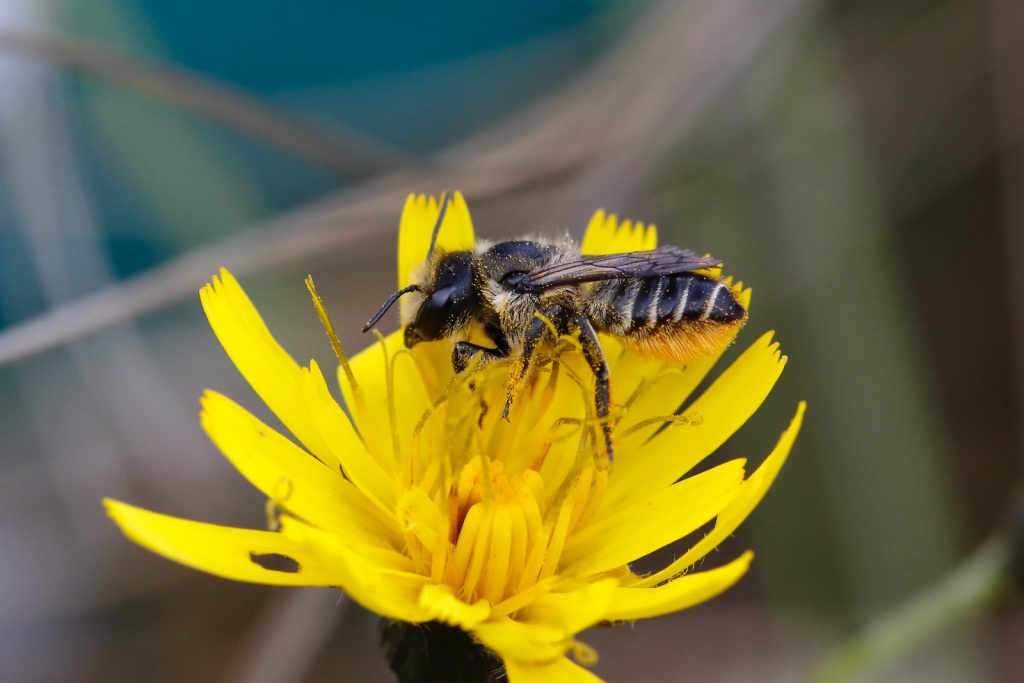 Bee Diversity — Museum of the Earth