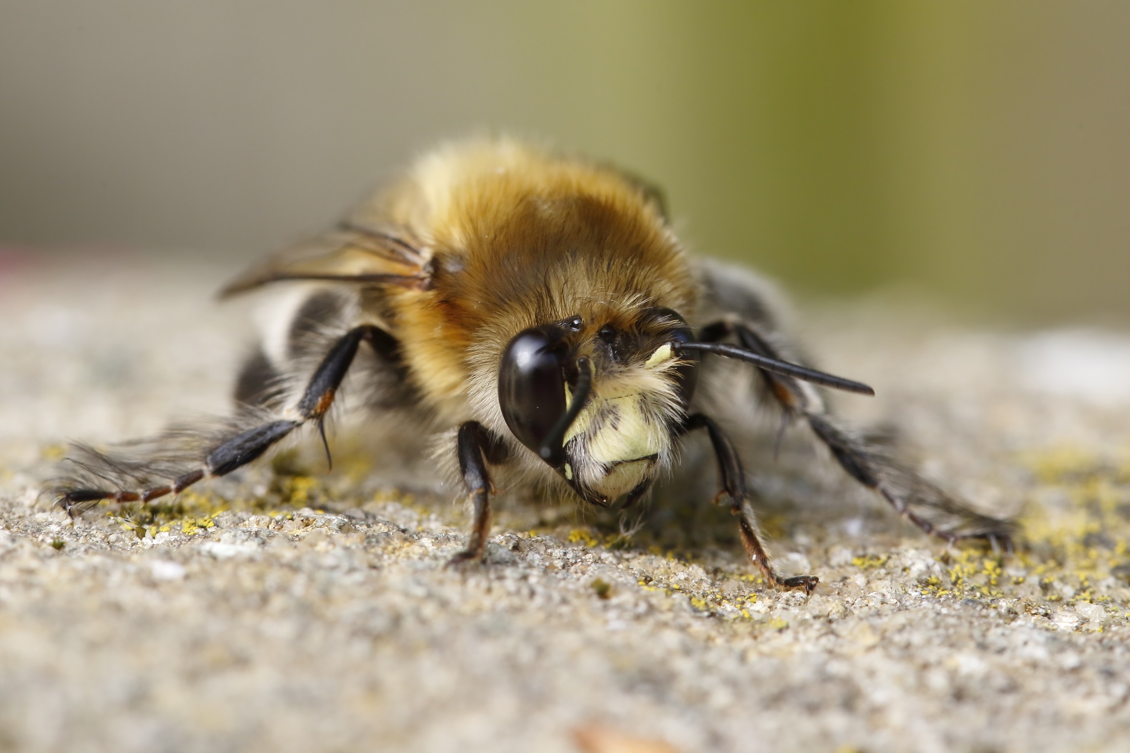 Hairyfooted Flower Bee Natural History Society of Northumbria