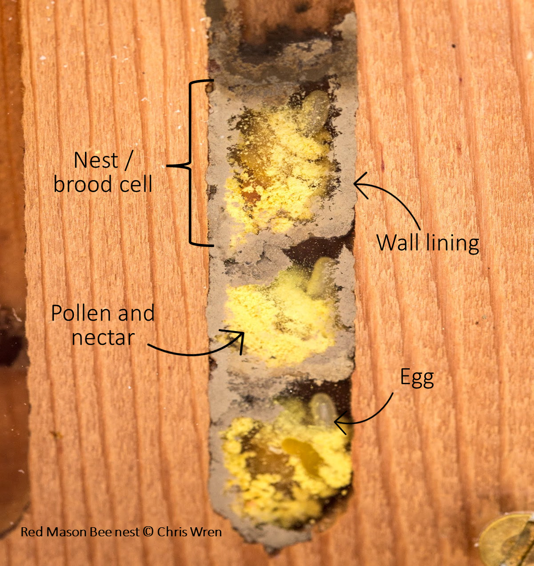 II. Importance of Understanding Nesting Habits