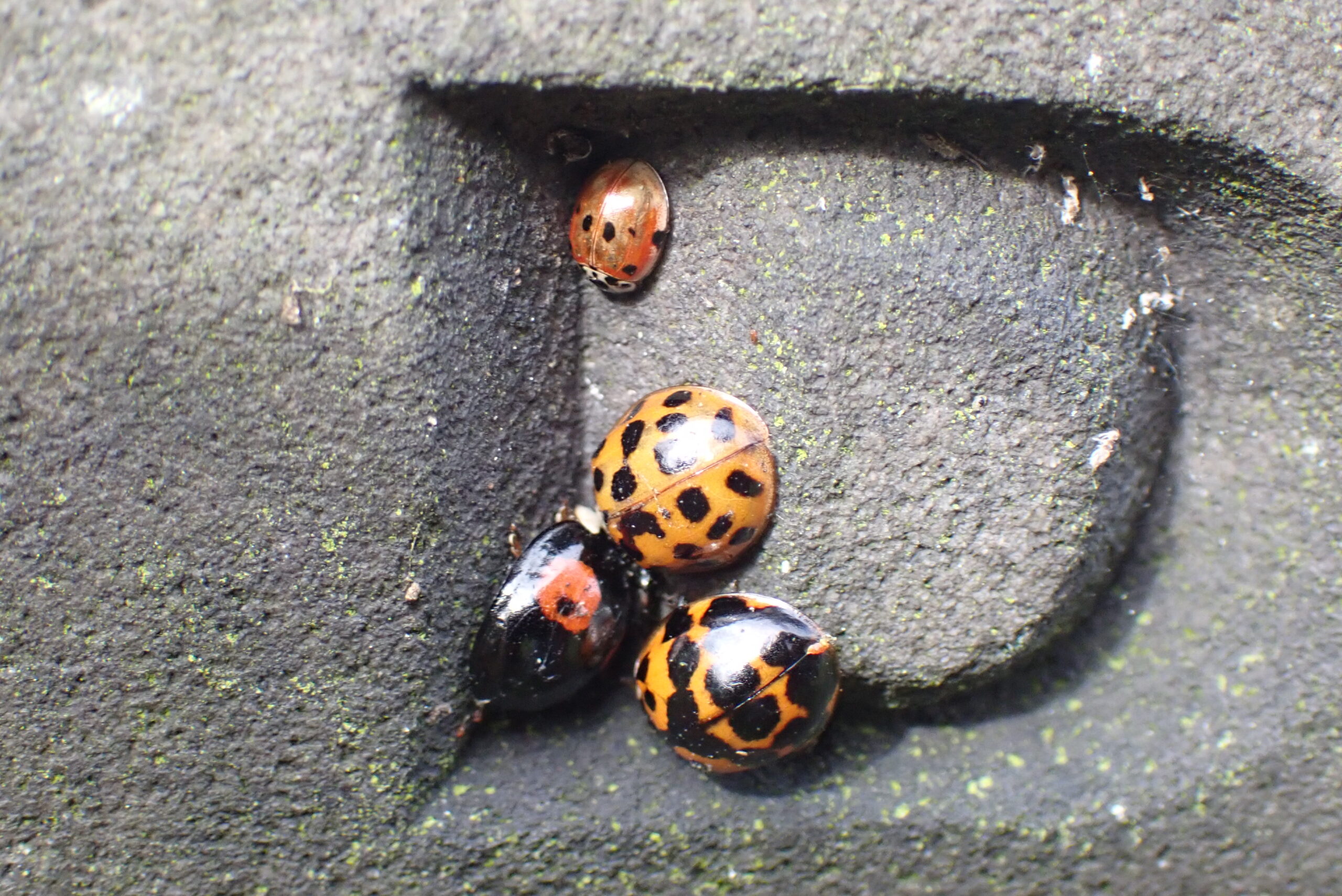 Finding ladybirds in winter Natural History Society of Northumbria
