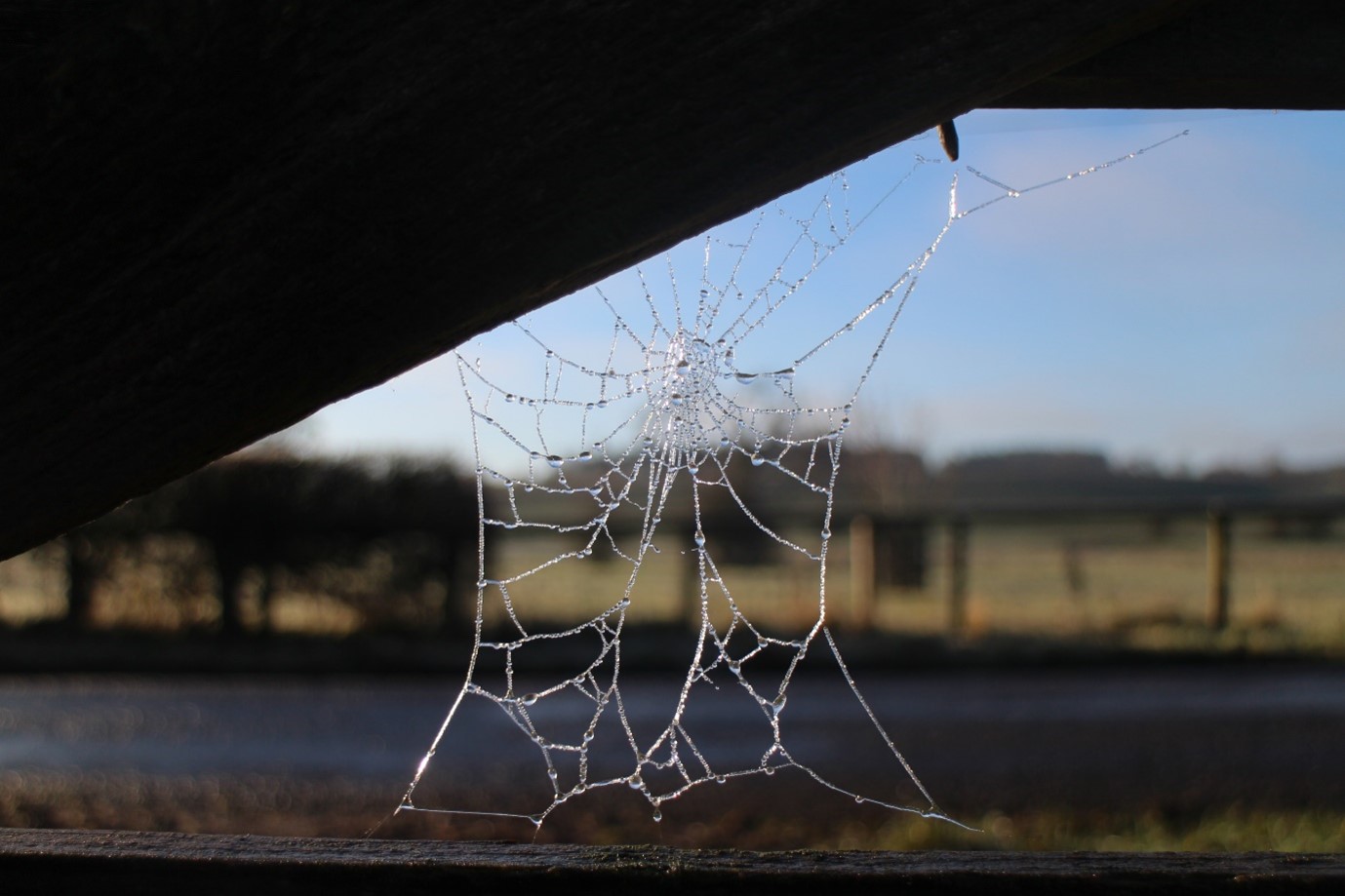 A closer look at spider webs - Inside Ecology