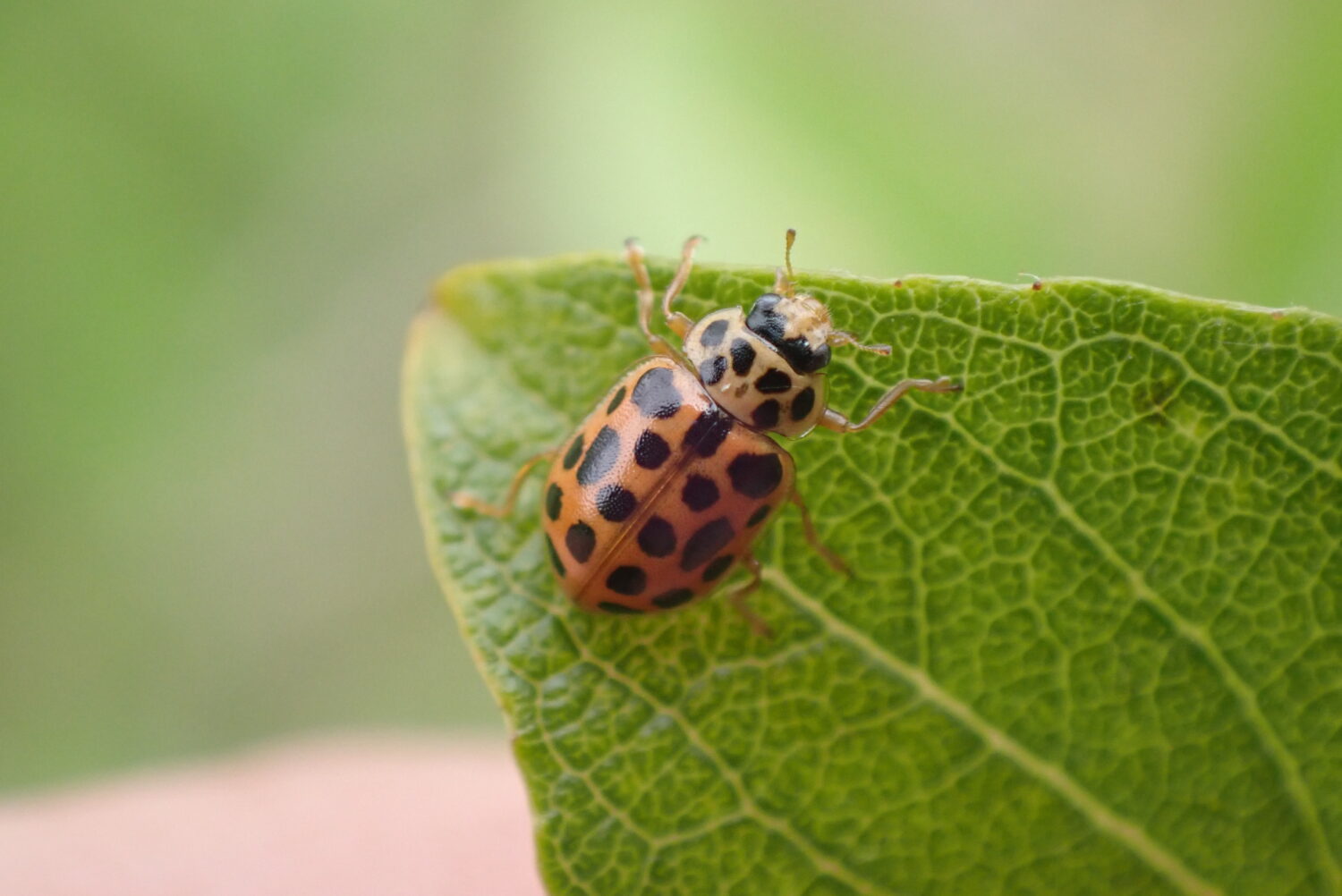 Water Ladybird, one of the more secretive ladybirds of Gosforth Nature Reserve