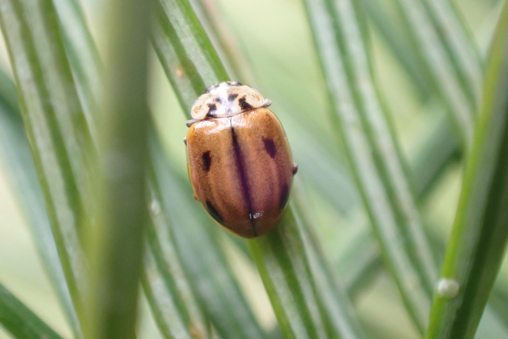 Larch ladybirds are a common sight at Gosforth Nature Reserve