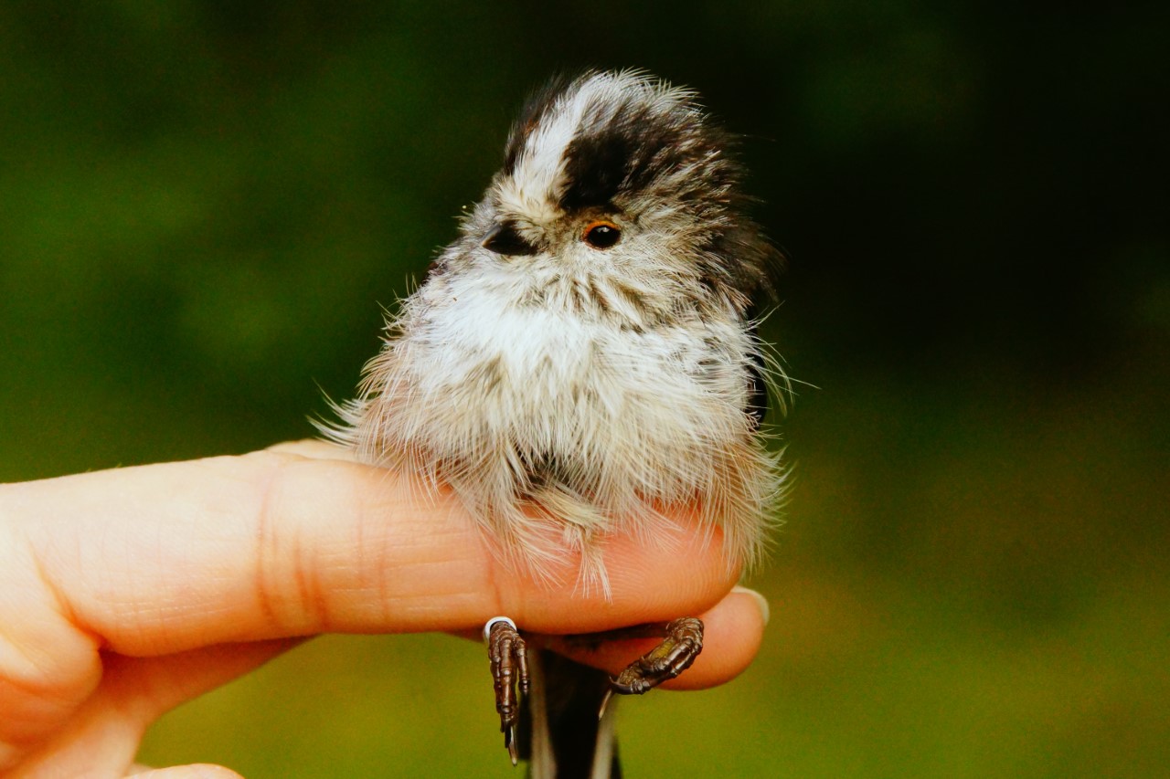 Bird Ringing