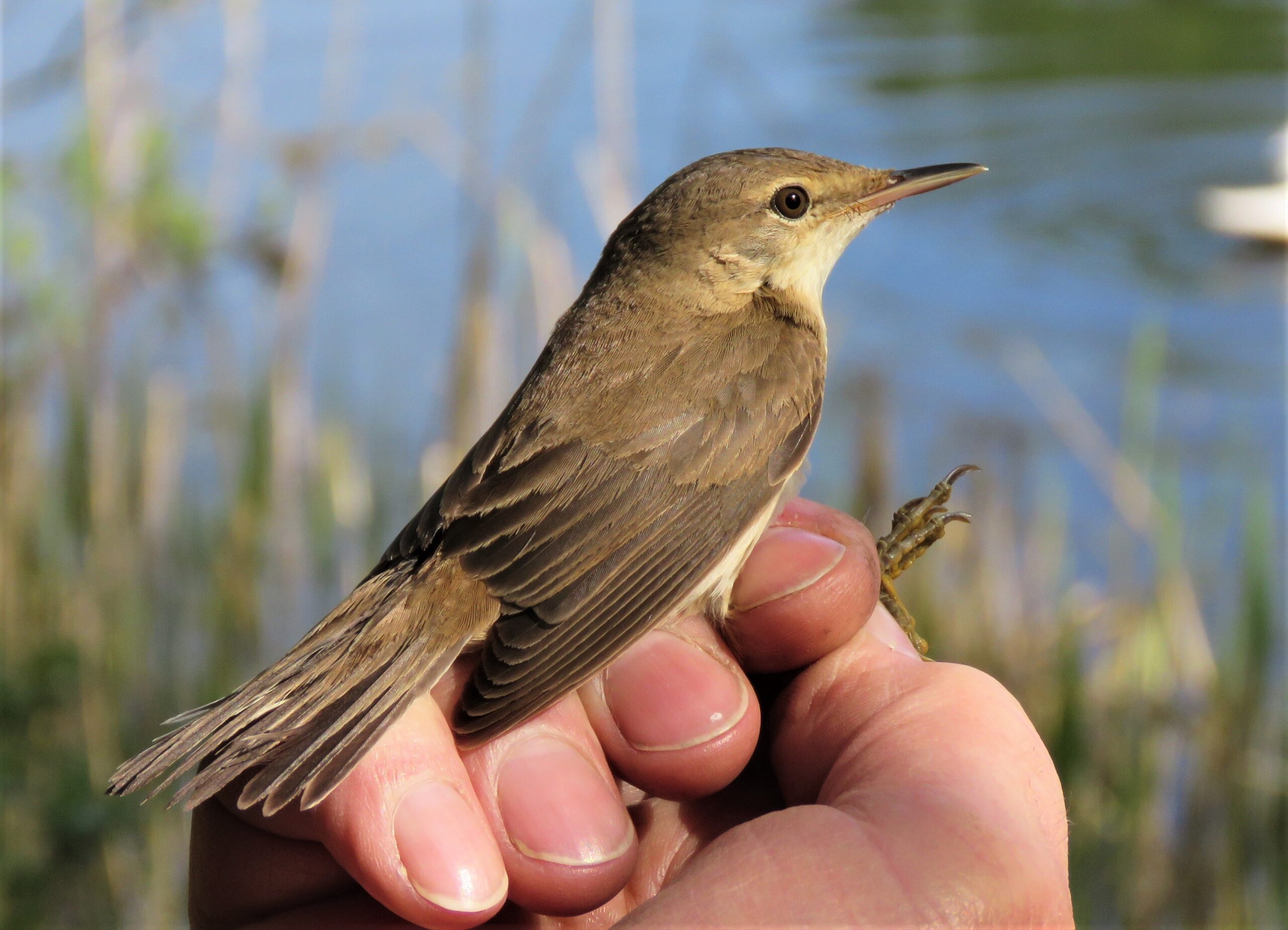 The Reed Warblers of Gosforth Nature Reserve Natural History Society