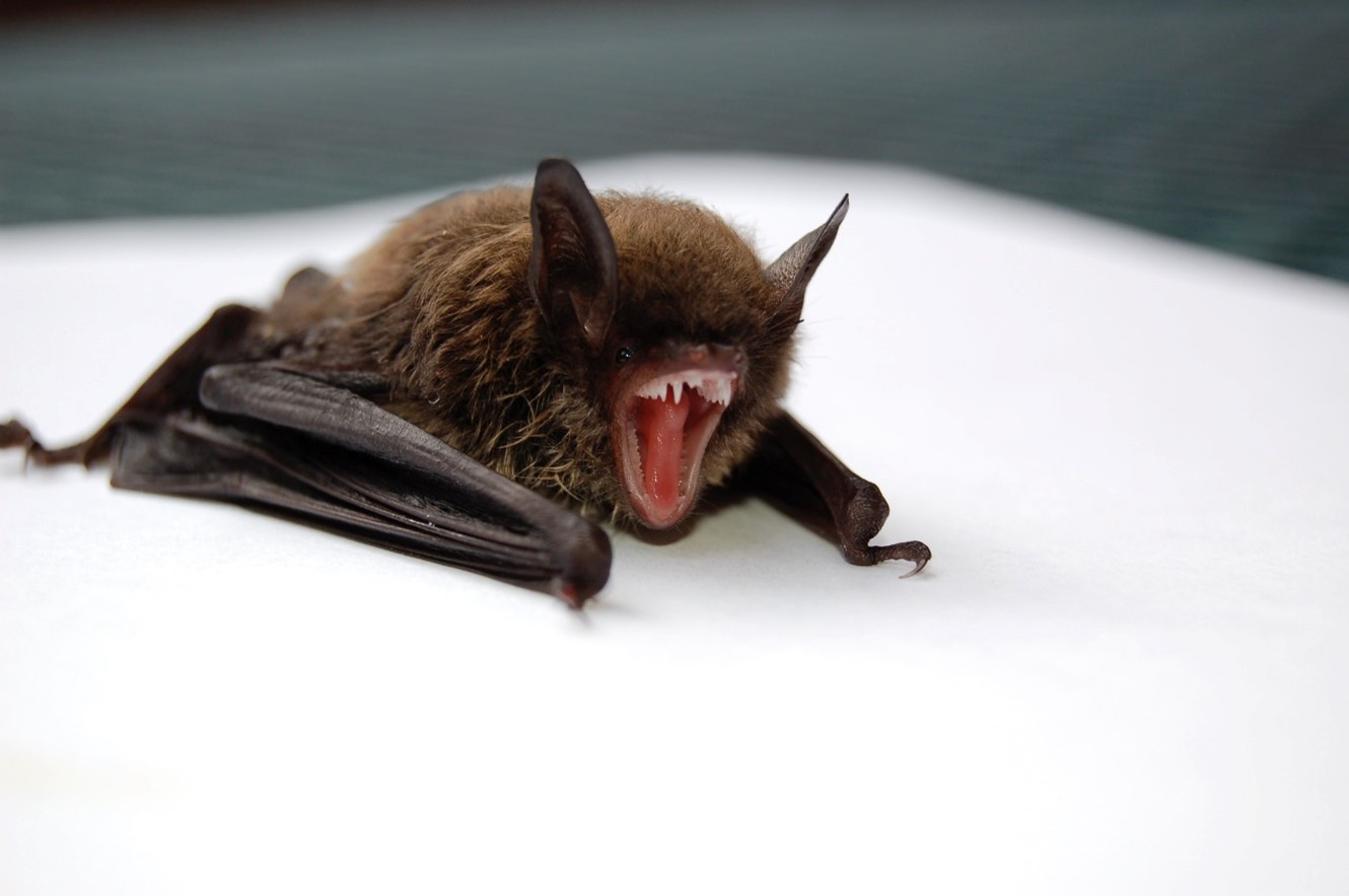 Meet the North East’s Brilliant Bats Natural History Society of
