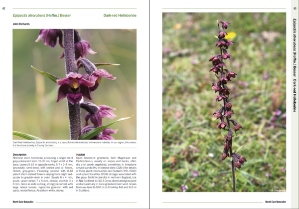 Orchids of North East England - Image 3