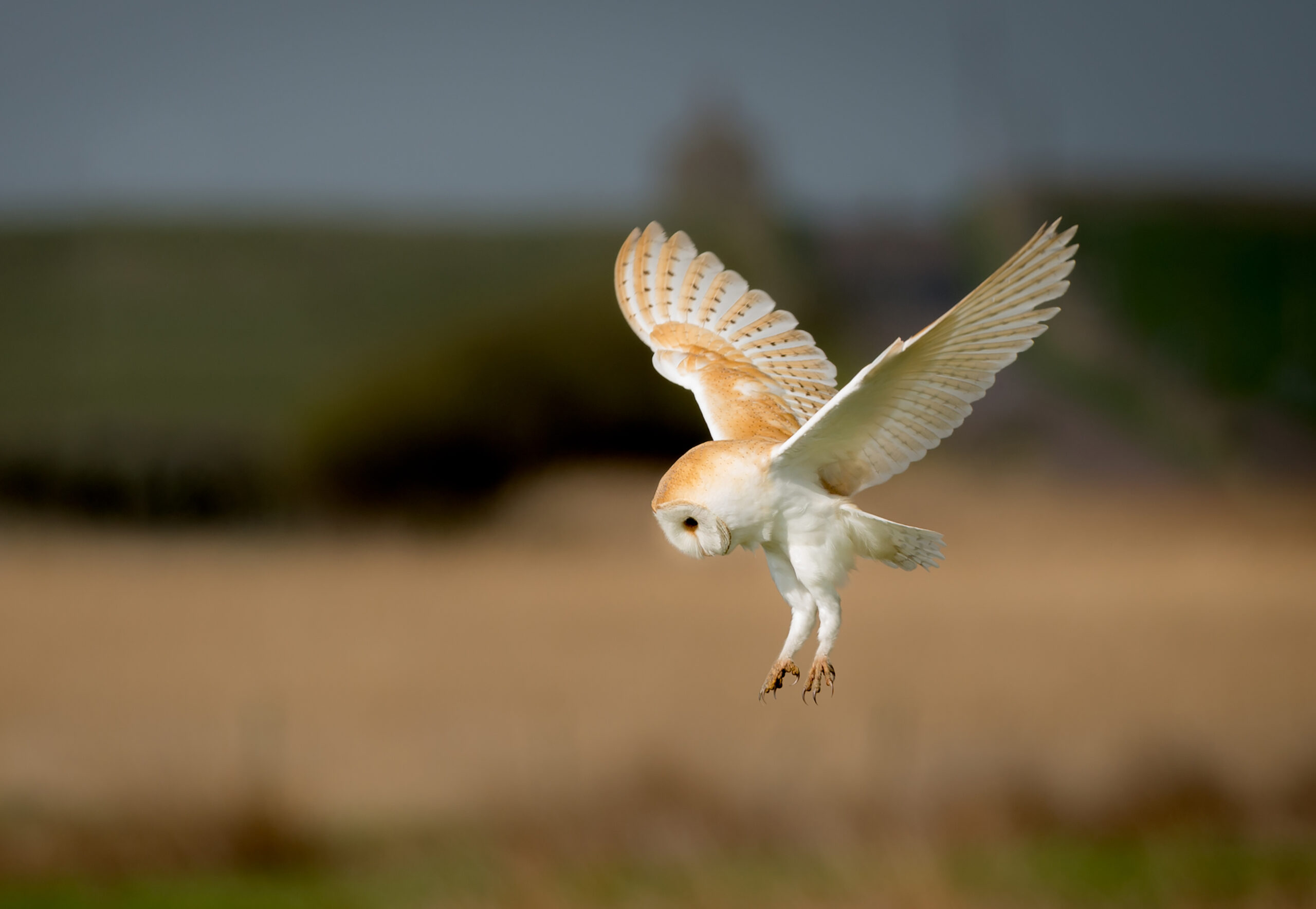 Natural History Society of Northumbria (NHSN) - Inspiring Wonder in the ...