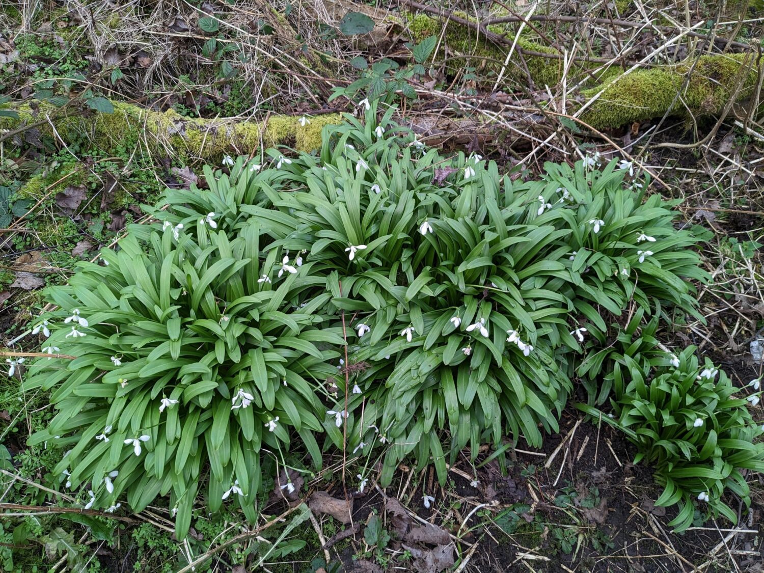 Green Snowdrop © Chris Barlow