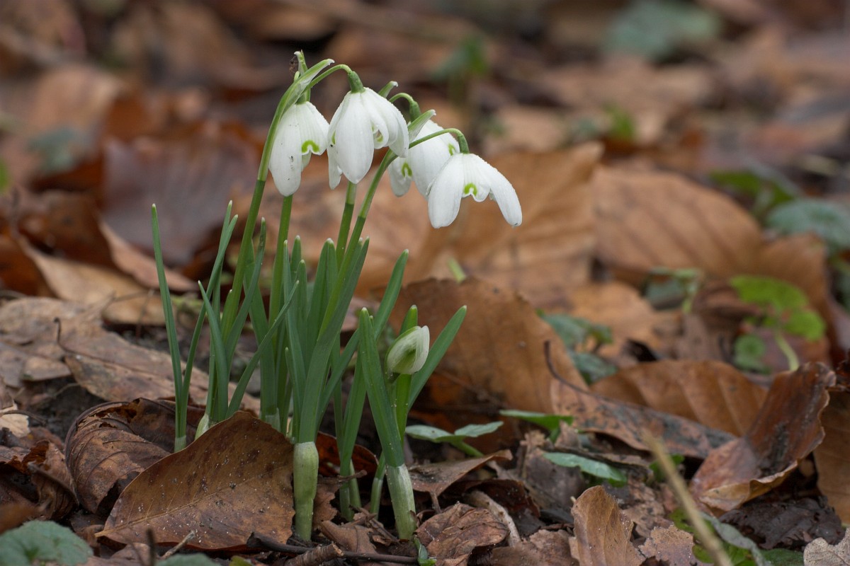 Common Snowdrop © Luc Hoogenstein