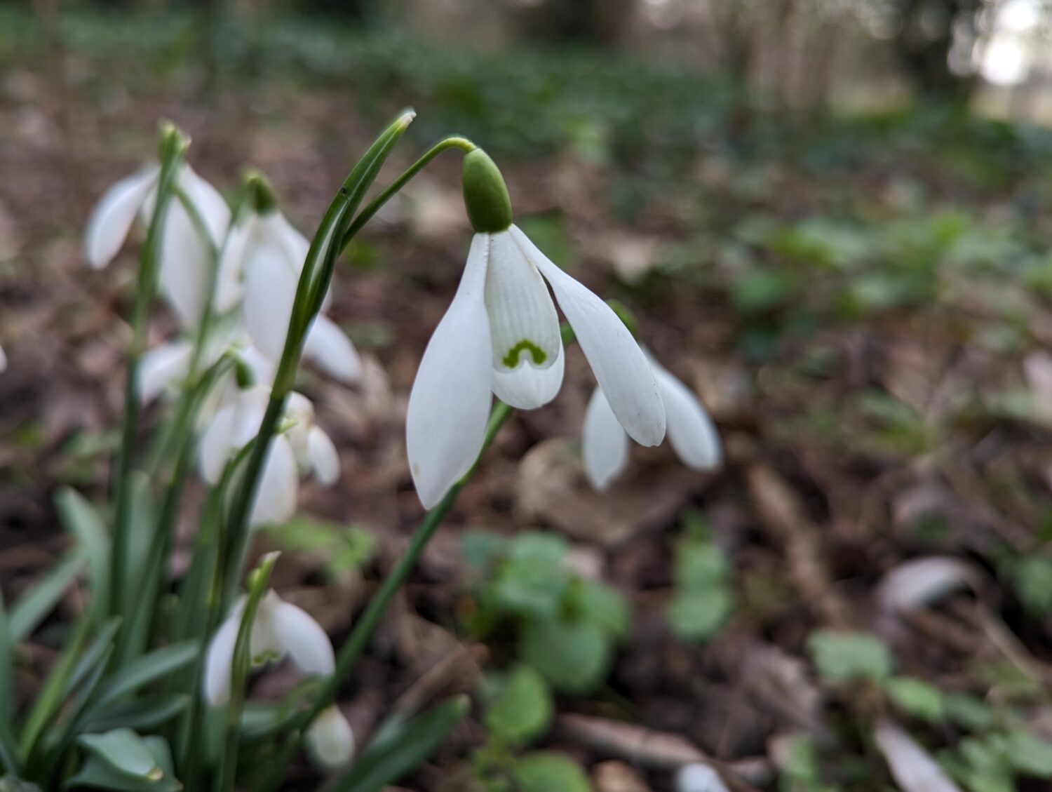 Common Snowdrop © Luc Hoogenstein