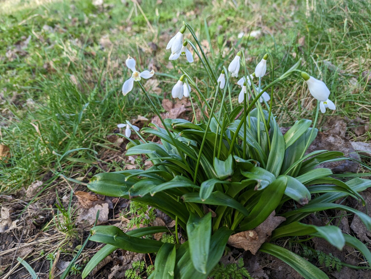 Green Snowdrop © James Common